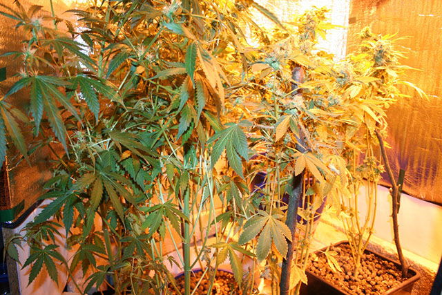 Brodnica - plantacja marihuany