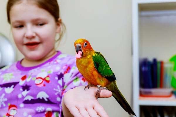 Papugi jako terapeuci: Jakie korzyści mogą przynosić dzieciom?