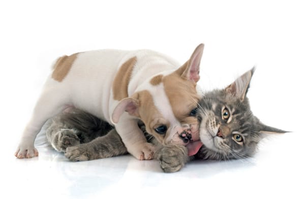 Jak przechowywać suchą i mokrą karmę dla psa i kota?